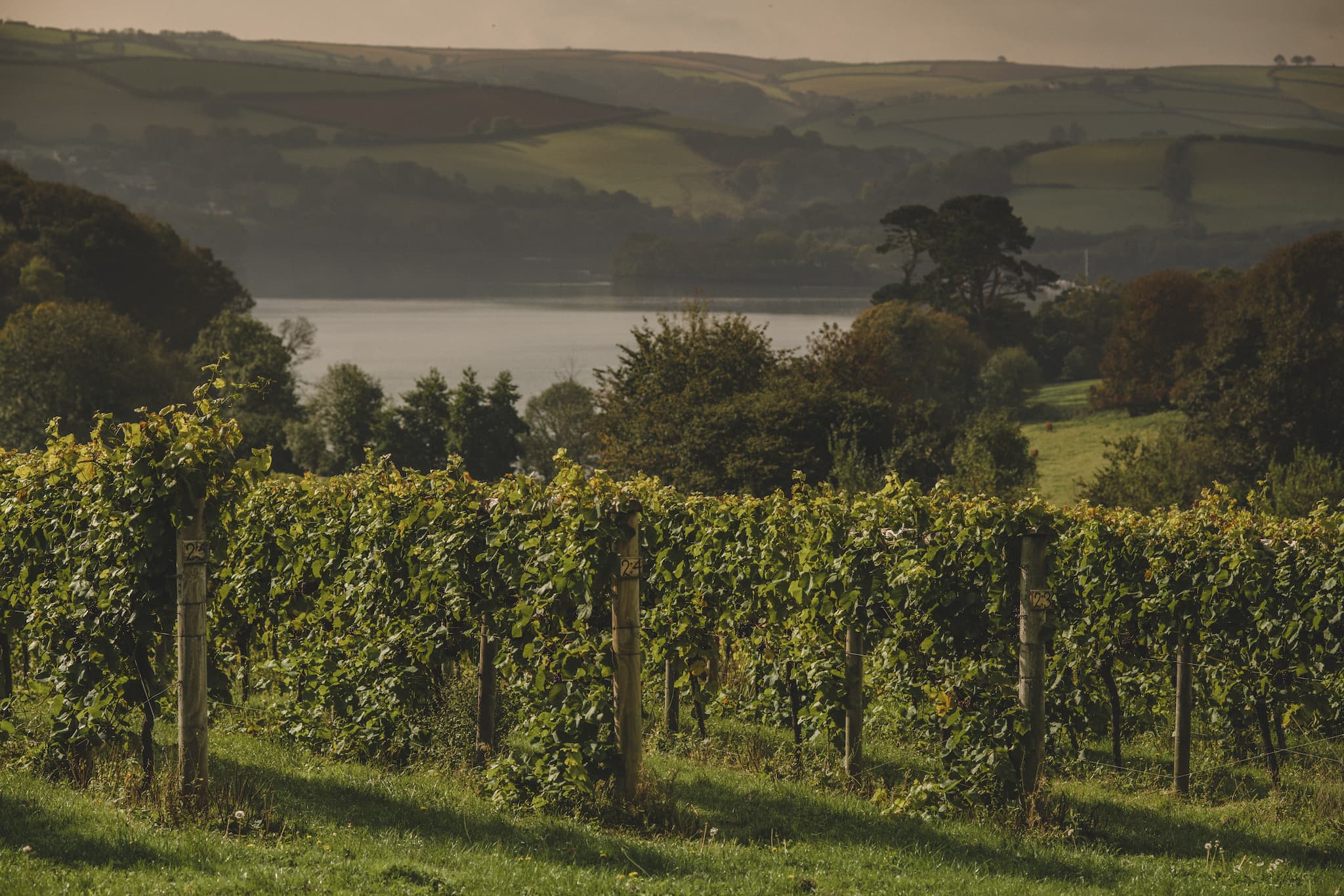 Sandridge Barton Devon vineyard